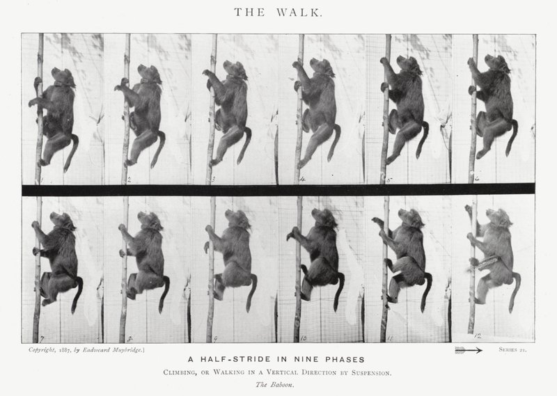 Eadweard Muybridge: El Paseo de Eadweard Muybridge