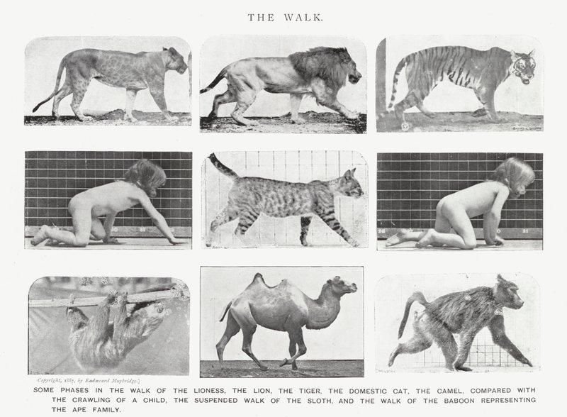 Eadweard Muybridge: El Paseo de Eadweard Muybridge