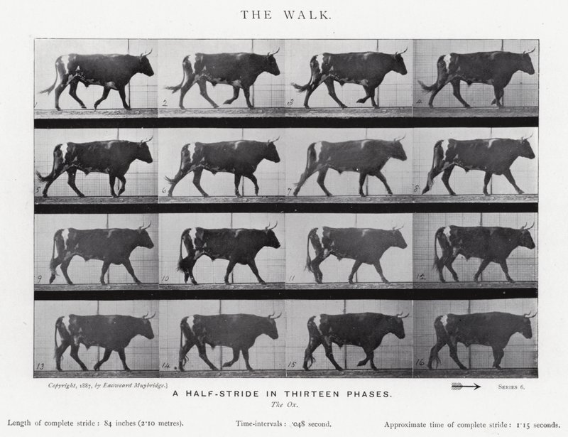 Eadweard Muybridge: El Paseo de Eadweard Muybridge