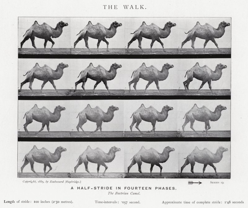 Eadweard Muybridge: El Paseo de Eadweard Muybridge