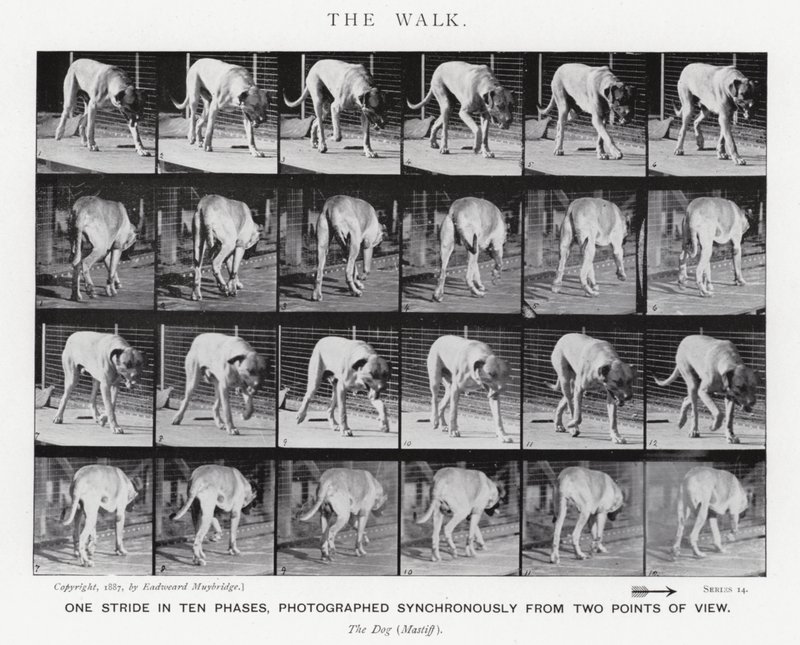 Eadweard Muybridge: El Paseo de Eadweard Muybridge
