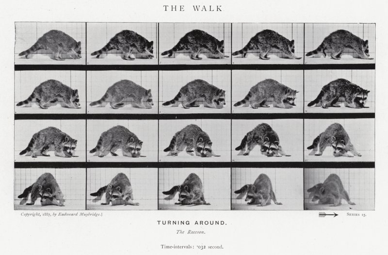 Eadweard Muybridge: El Paseo de Eadweard Muybridge