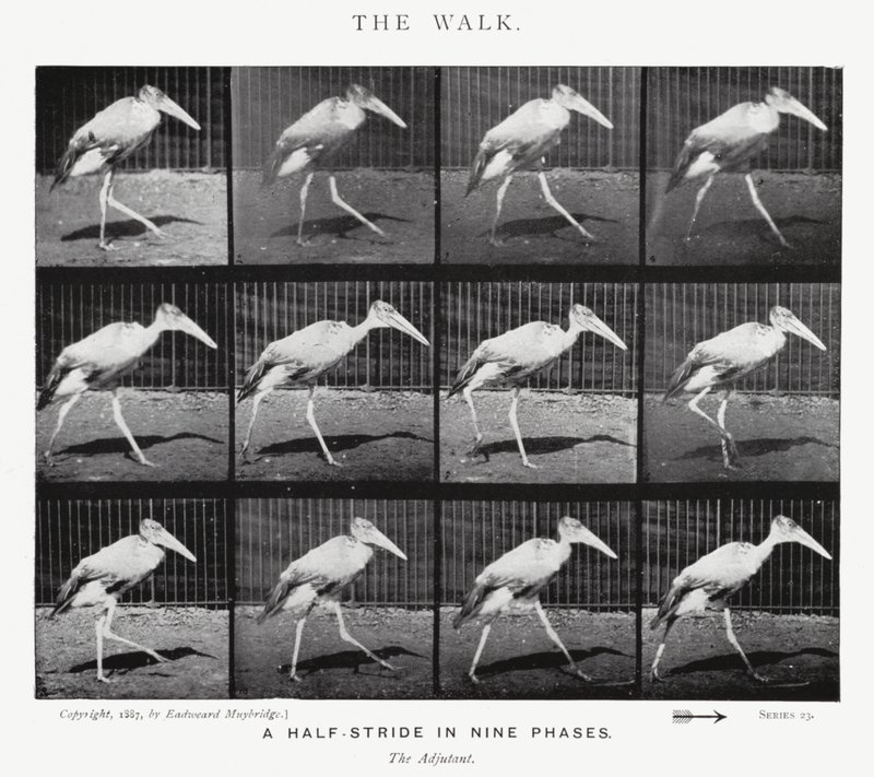 Eadweard Muybridge: El Paseo de Eadweard Muybridge