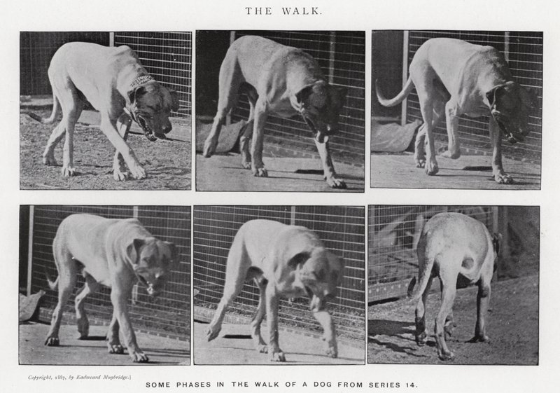 Eadweard Muybridge: El Paseo de Eadweard Muybridge