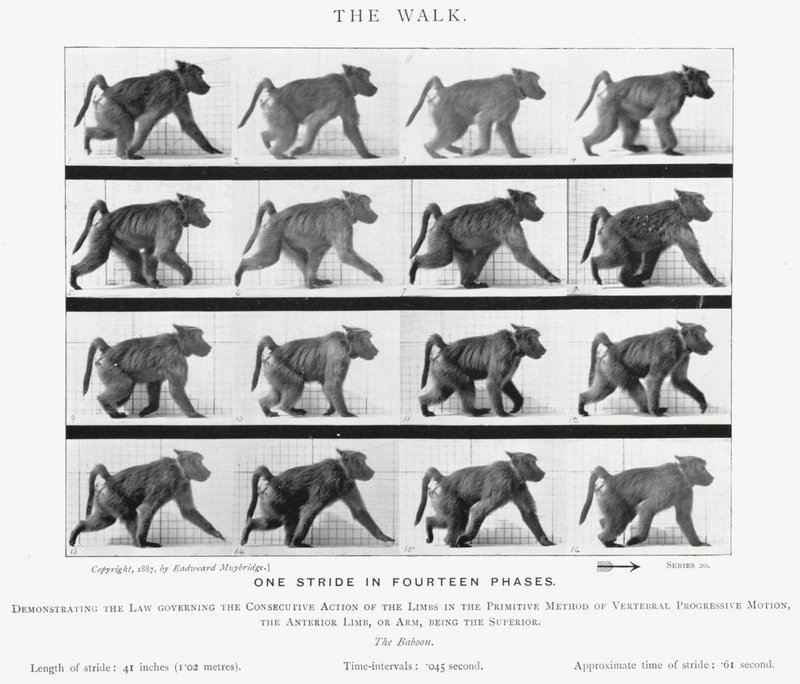 Eadweard Muybridge: El Paseo de Eadweard Muybridge