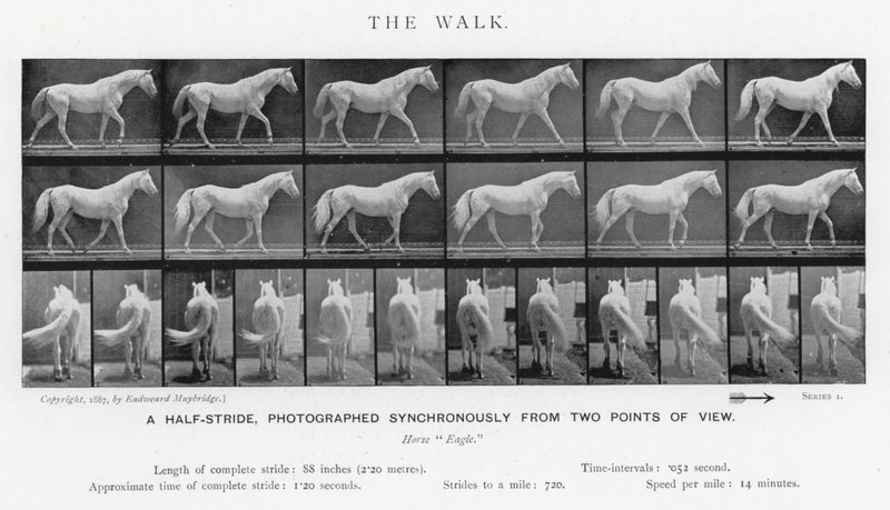 Eadweard Muybridge: La Caminata de Eadweard Muybridge