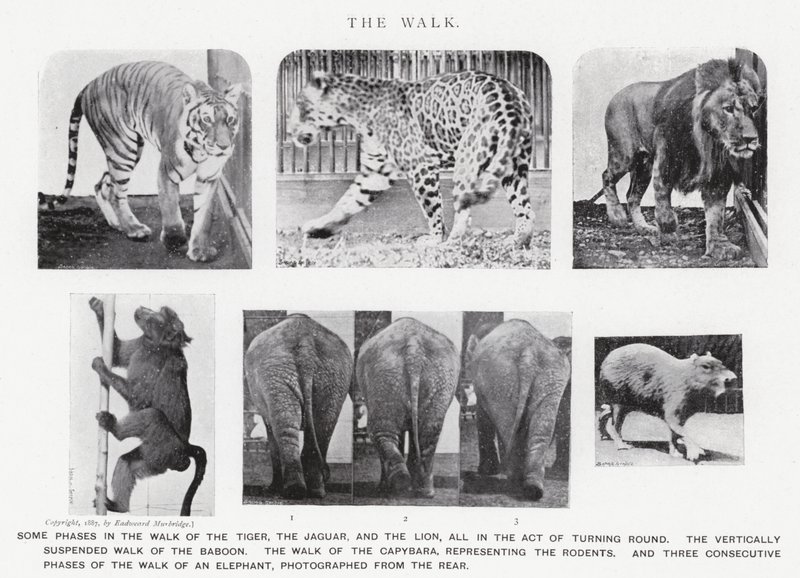 El Paseo de Eadweard Muybridge