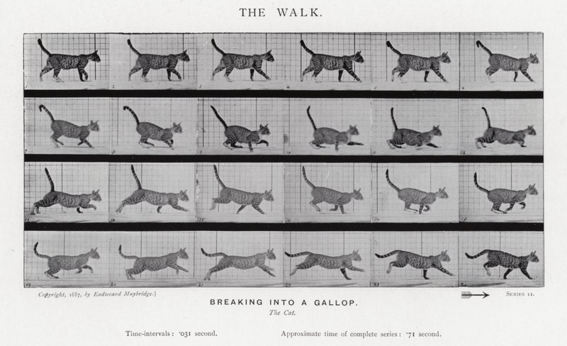 El Paseo de Eadweard Muybridge