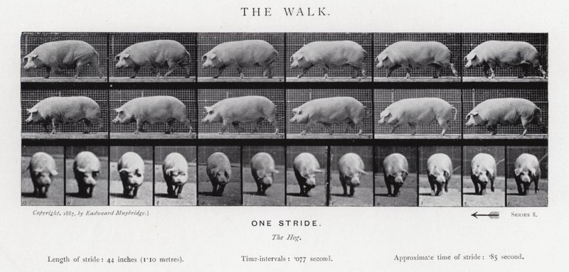 El Paseo de Eadweard Muybridge