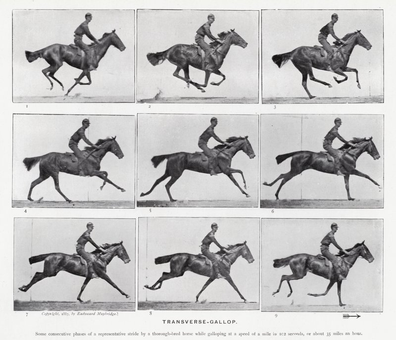 Eadweard Muybridge: Galope Transversal de Eadweard Muybridge