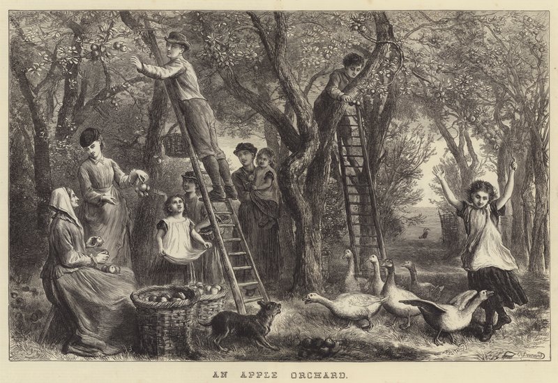 Un huerto de manzanas de Ebenezer Newman Downard