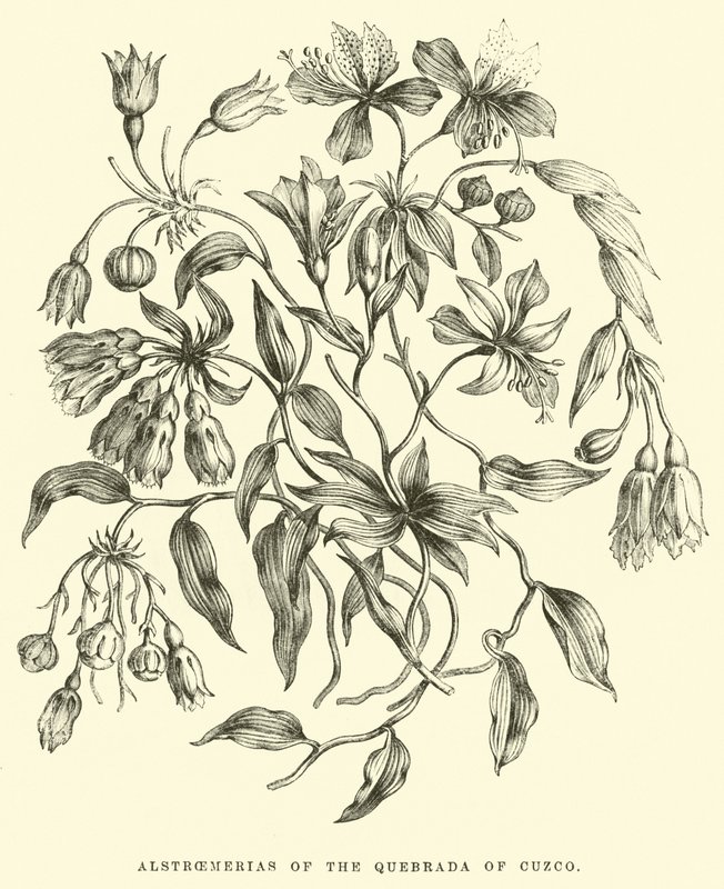 Alstroemerias de la Quebrada de Cuzco de Edouard Riou
