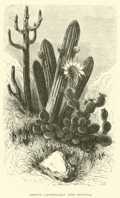 Cereus Cadelaris y Opuntia de Edouard Riou