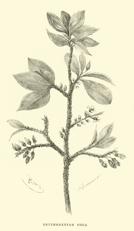 Erythroxylon coca de Edouard Riou