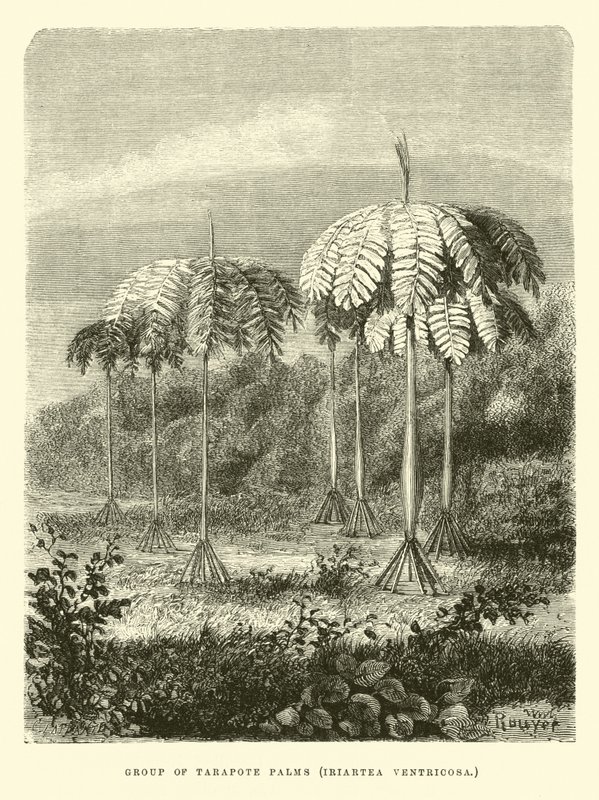 Grupo de Palmas Tarapote, Iriartea ventricosa de Edouard Riou