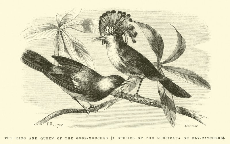 El Rey y la Reina de los Gobe-mouches, una especie de Muscicapa de Edouard Riou