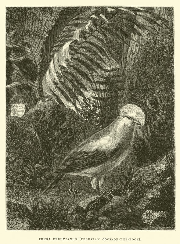 Tunki Peruvianus, Gallito de las rocas peruano de Edouard Riou