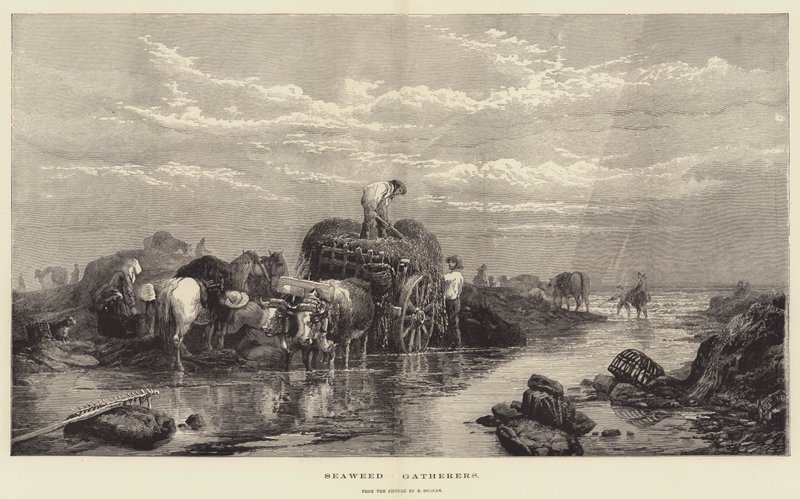 Recolectores de algas de Edward Duncan