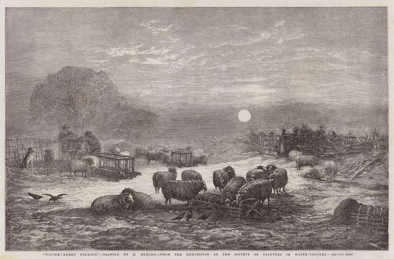 Invierno, Alimentación de Ovejas, de la Exposición de la Sociedad de Pintores en Acuarela de Edward Duncan