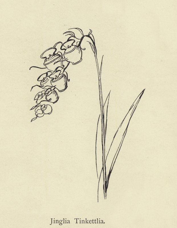 Jinglia Tinkettlia de Edward Lear