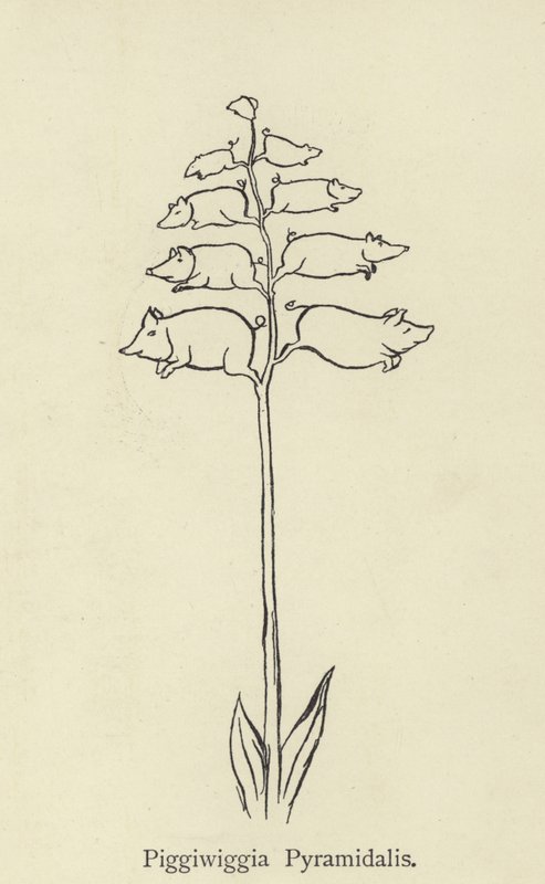Piggiwiggia Pyramidalis de Edward Lear