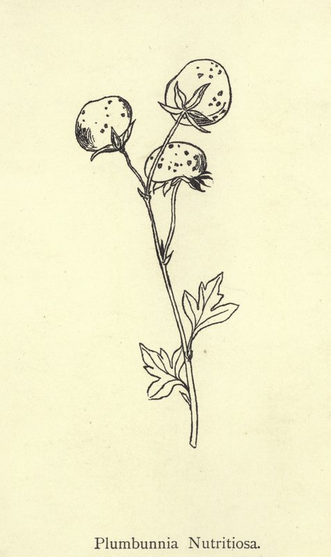Plumbunnia Nutritiosa de Edward Lear