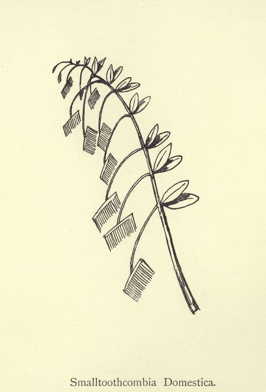 Smalltoothcombia Domestica de Edward Lear