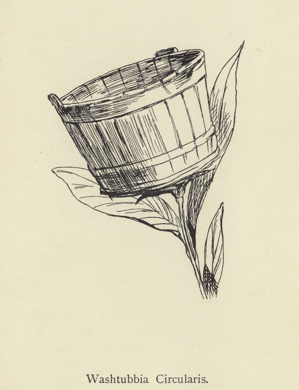 Washtubbia Circularis de Edward Lear
