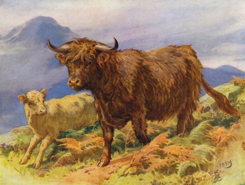 Vaca y ternero de las Tierras Altas (litografía en color) de Edward Brice Montefiore
