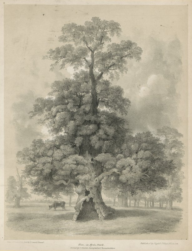Olmo en Hyde Park, Londres de Edward Hassell