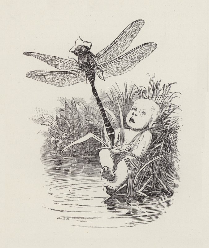 Ilustración de Los niños del agua de Charles Kingsley de Edward Linley (after) Sambourne