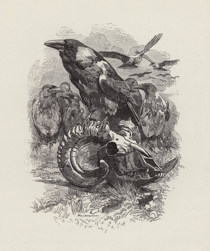 Ilustración para Los niños del agua de Charles Kingsley de Edward Linley (after) Sambourne