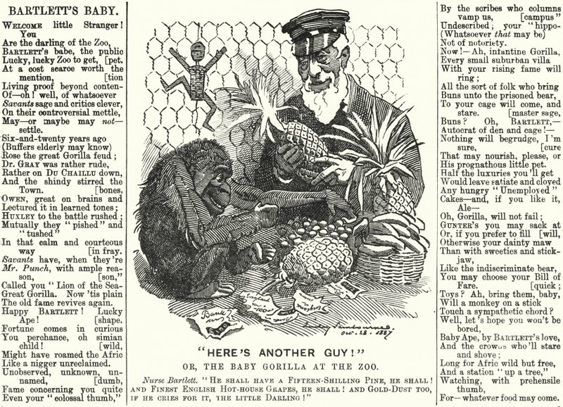 Caricatura de Punch: Abraham Dee Bartlett, superintendente del Zoológico de Londres, y un bebé gorila (grabado) de Edward Linley (after) Sambourne