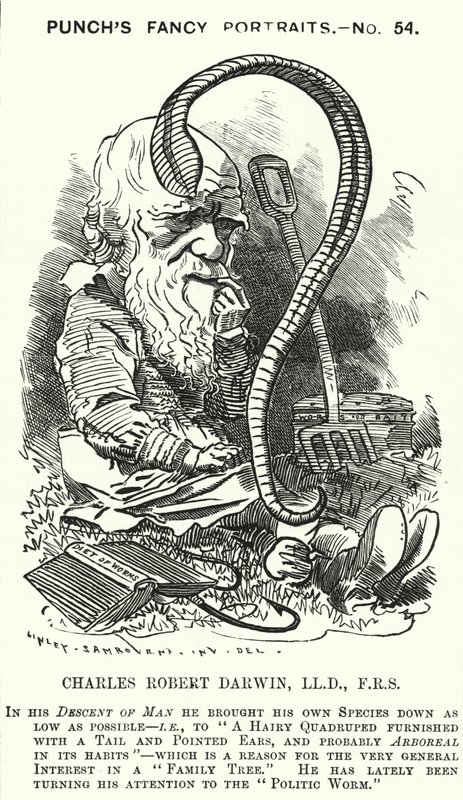 Caricatura de Punch: Charles Darwin, naturalista y biólogo inglés (grabado) de Edward Linley (after) Sambourne