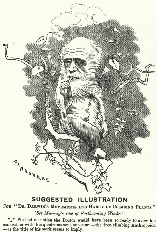 Caricatura de Punch: Ilustración sugerida para Movimientos y hábitos de las plantas trepadoras del Dr. Darwin (grabado) de Edward Linley (after) Sambourne