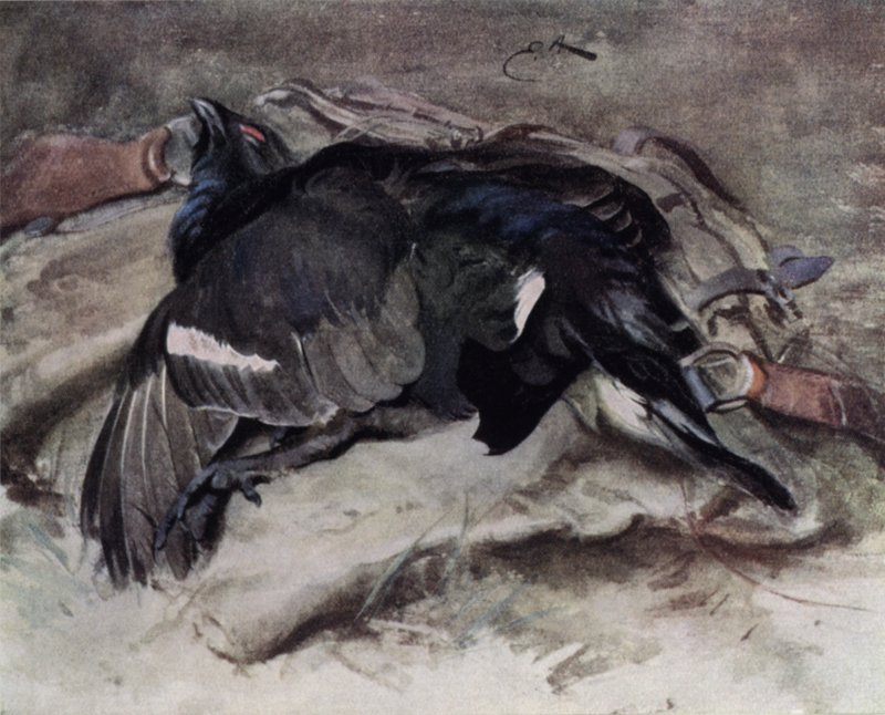 Gallo lira de Edwin John Alexander