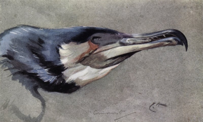 Cormorán de Edwin John Alexander