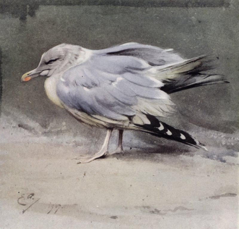Gaviota argéntea enferma de Edwin John Alexander