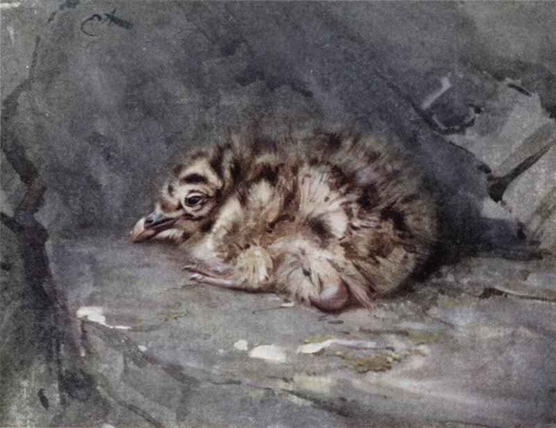 Gaviota de lomo negro joven de Edwin John Alexander