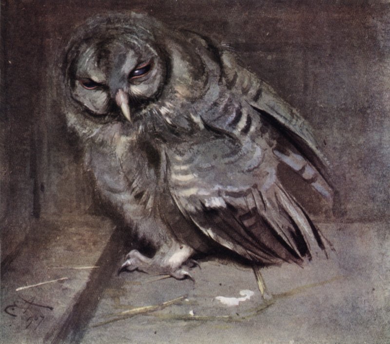 Joven búho pardo de Edwin John Alexander