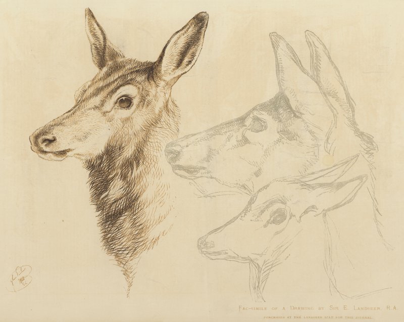 Facsímil de un dibujo de Sir E Landseer, RA de Edwin Landseer