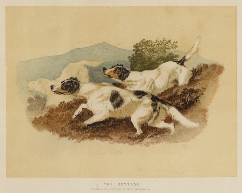 Los setters de Edwin Landseer