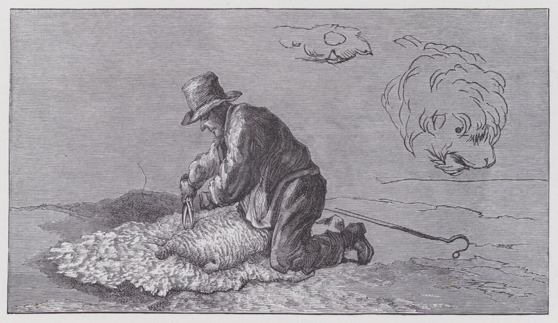 Esquila de ovejas de Edwin (after) Landseer
