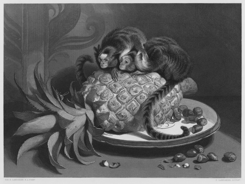 Las Marmozettes, del cuadro en la Colección Real de Edwin (after) Landseer