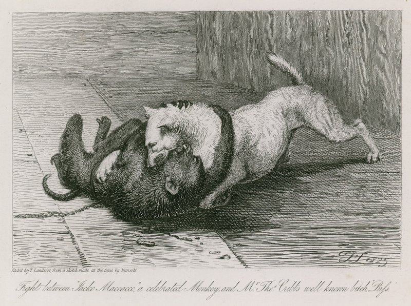 Pelea entre Jacco Macacco, un mono célebre, y la conocida perra de Mr. Thomas Cubb, Puss de Edwin Landseer
