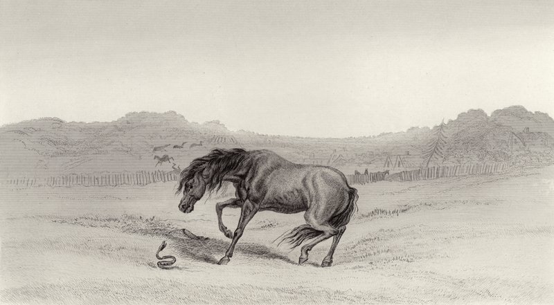 ¡Sorprendido! de Edwin Landseer
