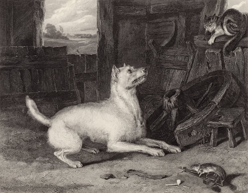 El intruso de Edwin Landseer