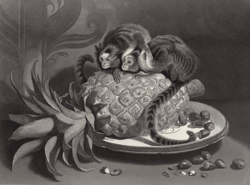 Las Marmozettes de Edwin Landseer