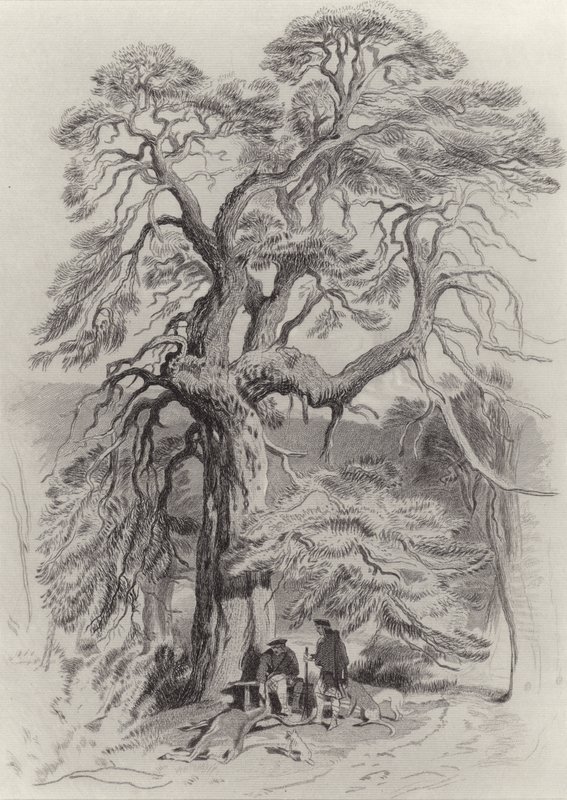 Bajo el viejo abeto de Edwin Landseer