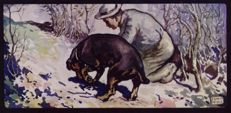 Un perro inglés cazador de trufas de Edwin Noble